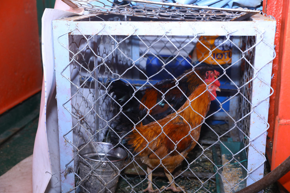 Tăng gia sản xuất, nuôi gà, vịt, lợn để chủ động nguồn thực phẩm sạch trên các nhà giàn DK1. (Ảnh: Văn Điệp/TTXVN)