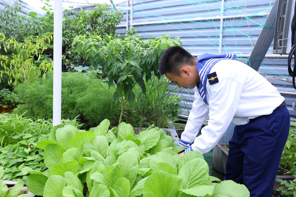 Chiến sỹ nhà giàn DK1/21 chăm sóc vườn rau xanh. (Ảnh: Văn Điệp/TTXVN)