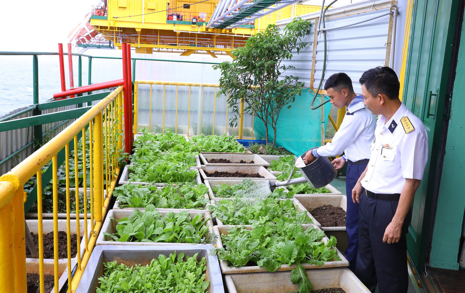 Vườn rau xanh mướt trên nóc nhà giàn DK1/9. (Ảnh: Văn Điệp/TTXVN)