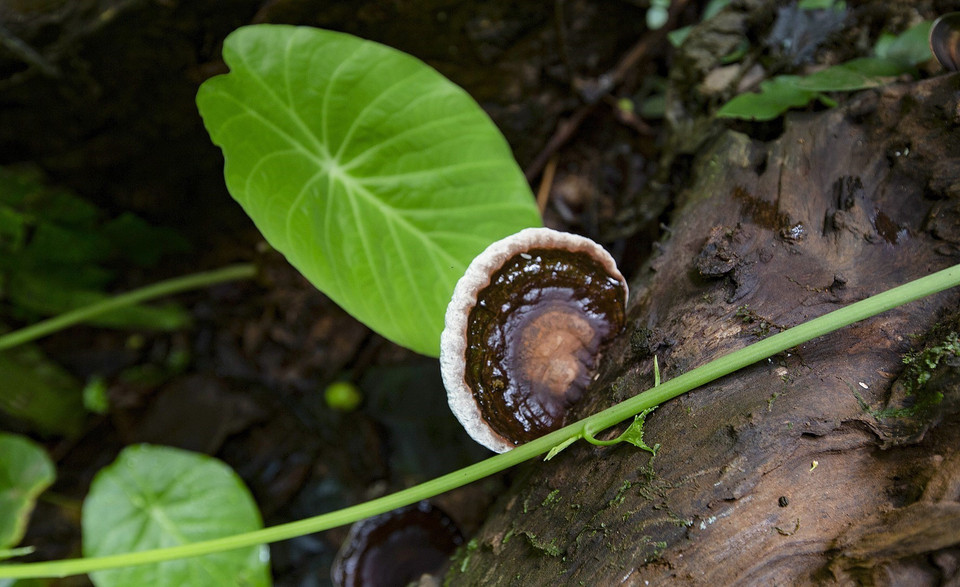 Thảm thực vật trên lối đi vào hang Sưng. (Ảnh: Trọng Đạt/TTXVN)