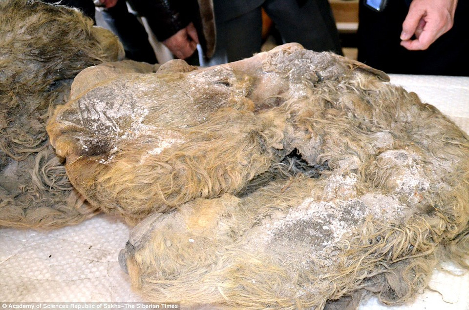 Sasha được cho là khoảng 18 tháng tuổi, nặng khoảng 60kg. (Nguồn: Daily Mail)