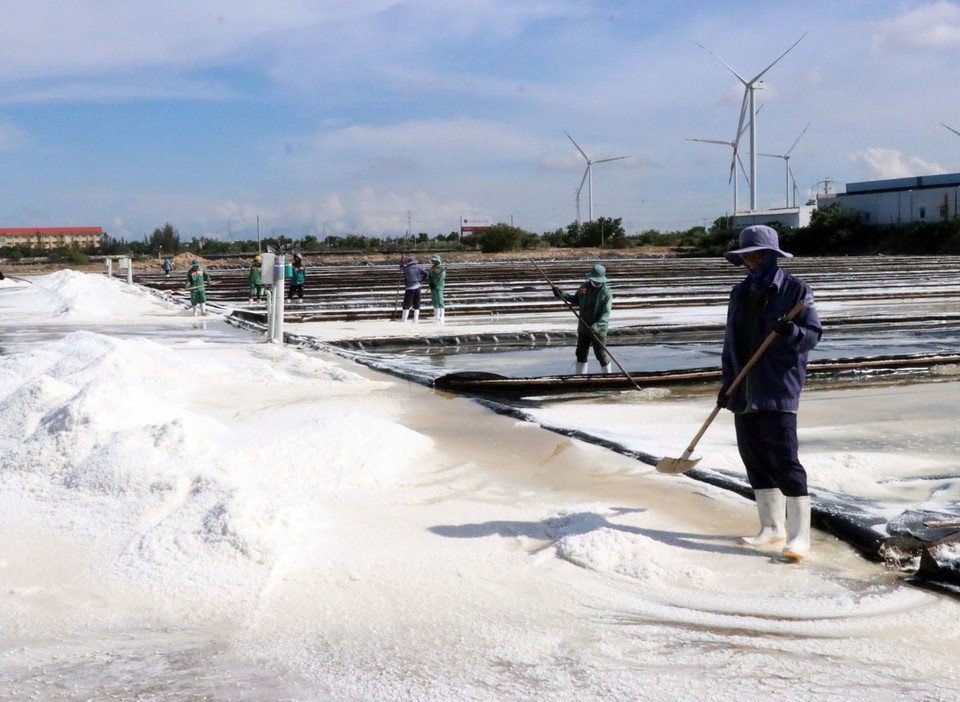 Sản xuất muối là thế mạnh phát triển của vùng kinh tế trọng điểm phía Nam tỉnh Ninh Thuận. (Ảnh: Công Thử/ TTXVN)