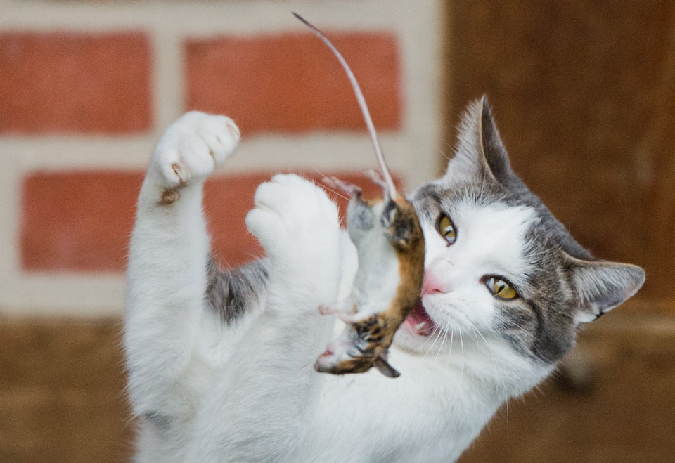 Và khi chiếc miệng xinh xắn của mèo mở ra. (Nguồn: AFP)