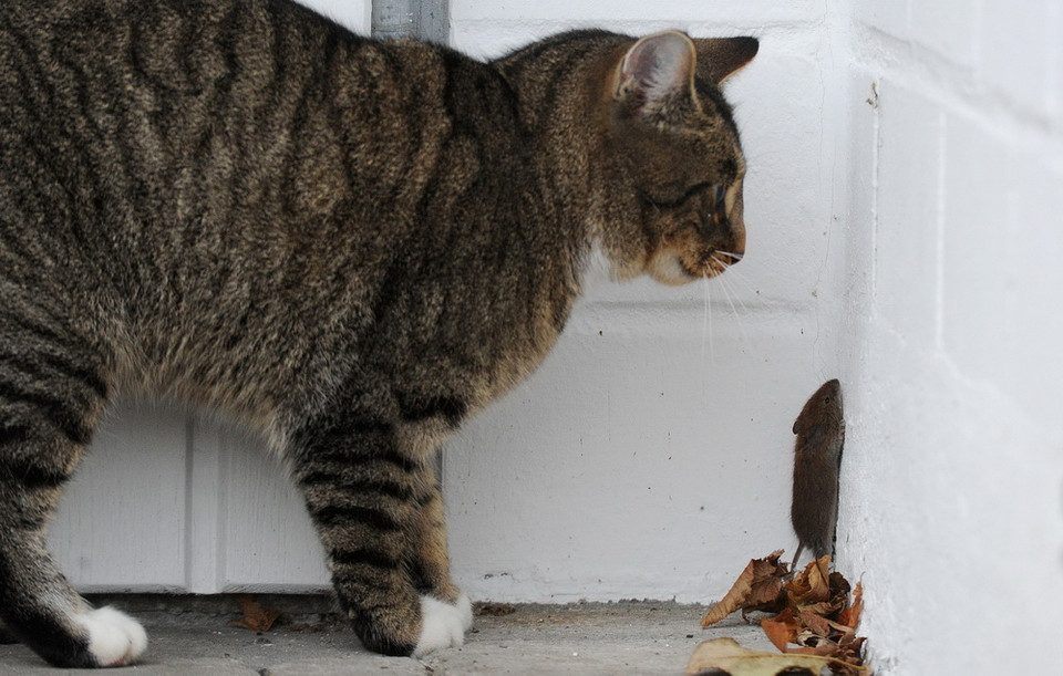 Cố gắng tập làm ninja leo tường hòng trốn thoát. (Nguồn: AFP)