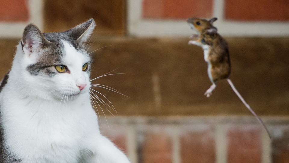 Khi cắt ảnh ở góc này, người yêu hòa bình vẫn nghĩ rằng có thể đôi bạn đang chơi bập bênh. (Nguồn: AFP)