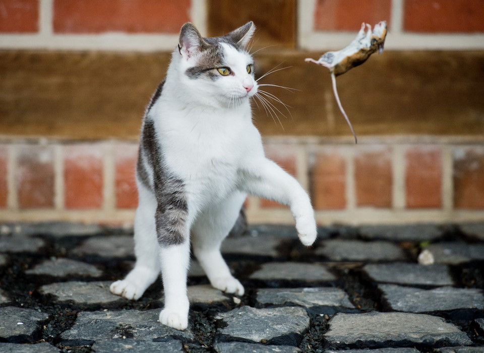 Nhưng bức ảnh toàn cảnh đã cho thấy không phải thế. (Nguồn: AFP)