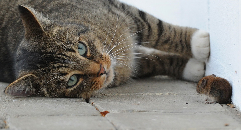 Thoạt nhìn, người ta cứ tưởng đây là một đôi bạn thân đang chơi đùa. (Nguồn: AFP)