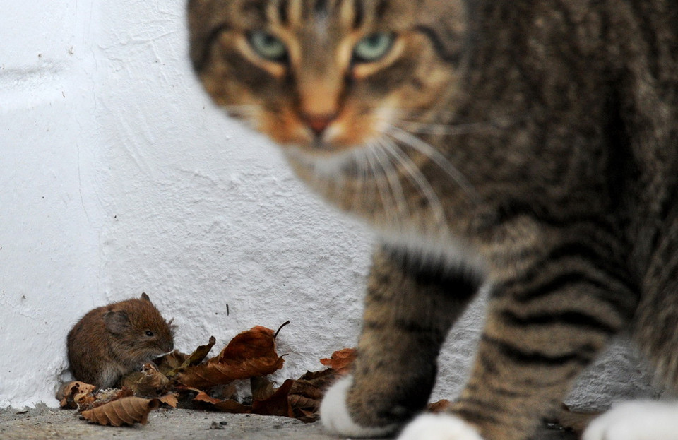 Con chuột bị dồn vào đống lá khô. (Nguồn: AFP)