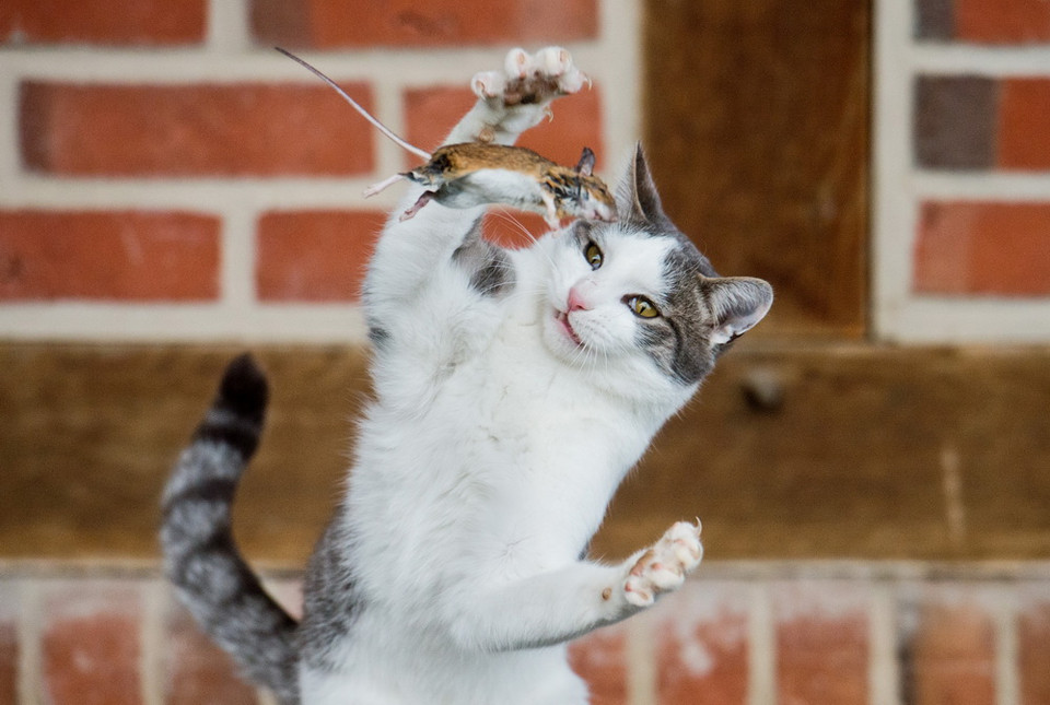 Con chuột bị tung hứng như quả bóng trong móng vuốt sắc nhọn của mèo. (Nguồn: AFP)