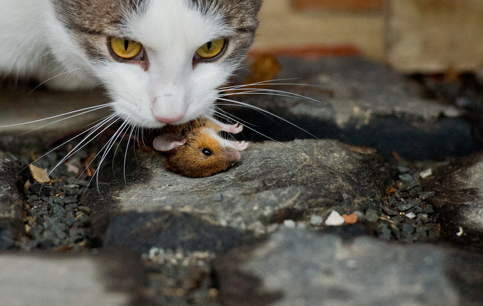 Cũng là lúc một mạng chuột ra đi. (Nguồn: AFP)