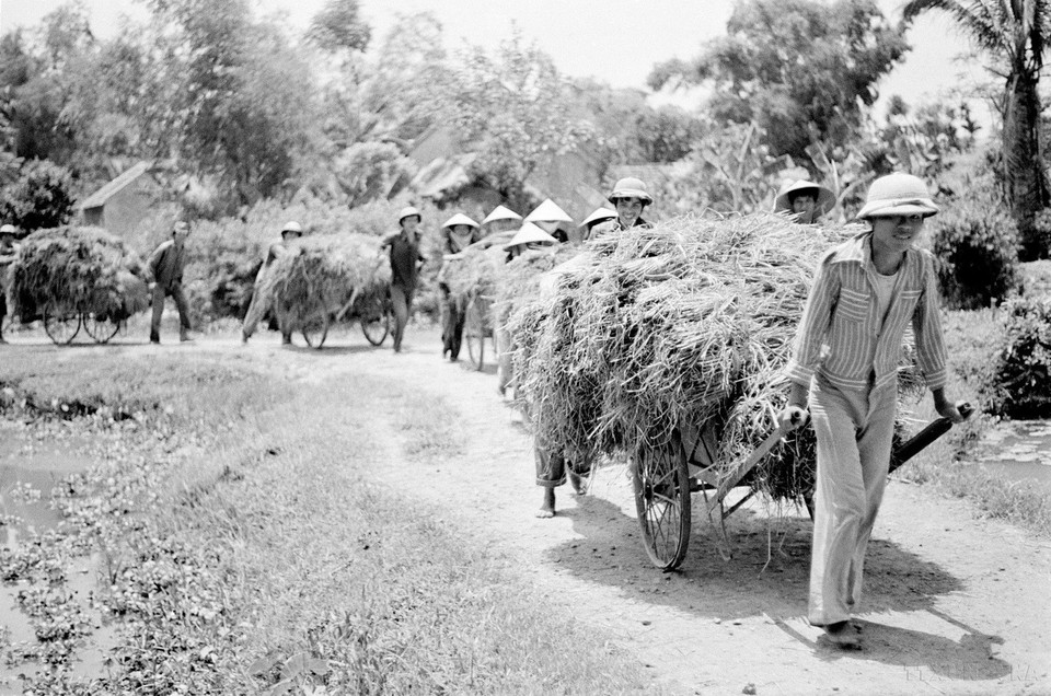 Đảng chủ trương “áp dụng rộng rãi khoán sản phẩm cuối cùng đến nhóm lao động và người lao động”, mở ra một phương hướng đúng đắn cho việc củng cố quan hệ kinh tế tập thể ở nông thôn, vì nó đã bước đầu thừa nhận quyền tự chủ của nông dân. Đây là khâu đột phá đầu tiên trong tiến trình đổi mới, là một tiền đề quan trọng để tiến tới sự đổi mới toàn diện và sâu sắc nền kinh tế-xã hội. (Ảnh: TTXVN)