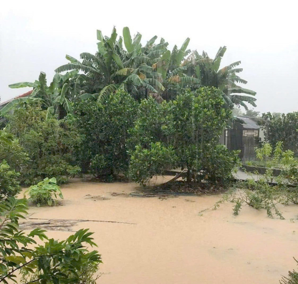 Ruộng vườn của người dân ở huyện Quỳnh Lưu (Nghệ An) bị ngập do mưa lớn kéo dài. (Ảnh: TTXVN phát)