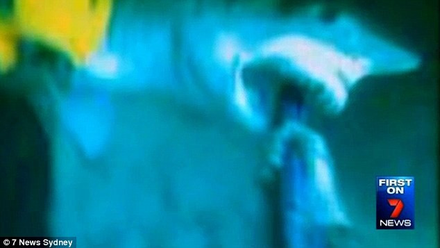 Smith đã được đưa tới bệnh viện để khâu vết thương. (Nguồn: 7 News Sydney)