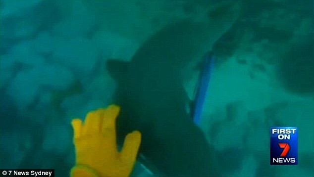 Bàn tay trái của Smith đã bị một số vết rách khá sâu. (Nguồn: 7 News Sydney)