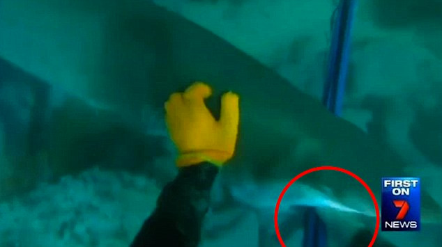 May mắn cho Smith khi con cá mập đã cảm thấy nguy hiểm vào bỏ đi. (Nguồn: 7 News Sydney)