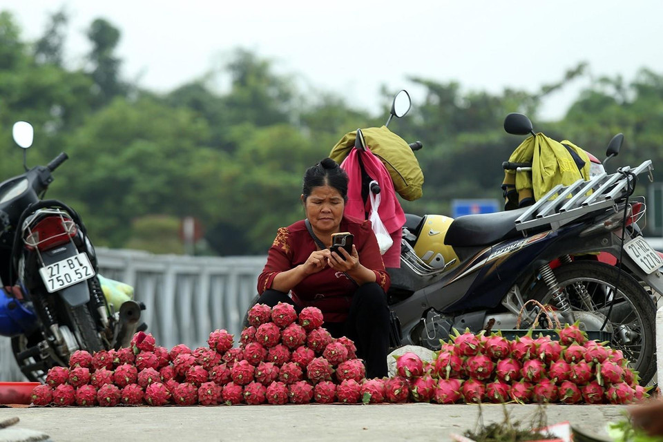 Hoa quả trồng trong vườn cũng có thể đem lại nguồn thu nhập cho các gia đình ở vùng cao. (Ảnh: Phan Tuấn Anh/TTXVN)