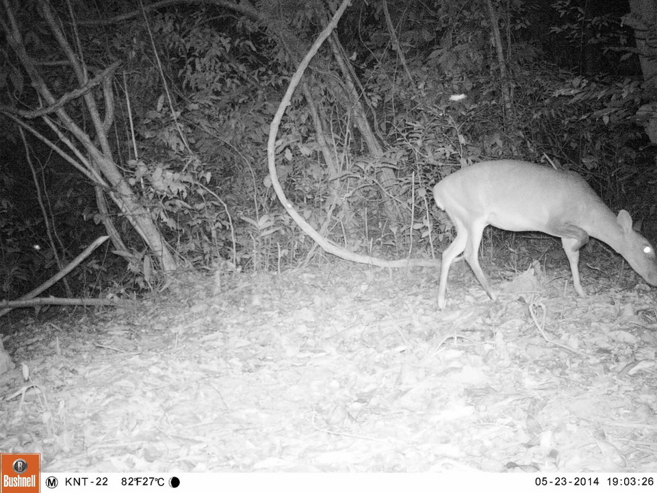Mang lớn có tên khoa học Muntiacus vuquangensis chụp được qua bẫy ảnh ở rừng Động Châu-Khe Nước Trong. (Ảnh: Mạnh Thành/TTXVN)