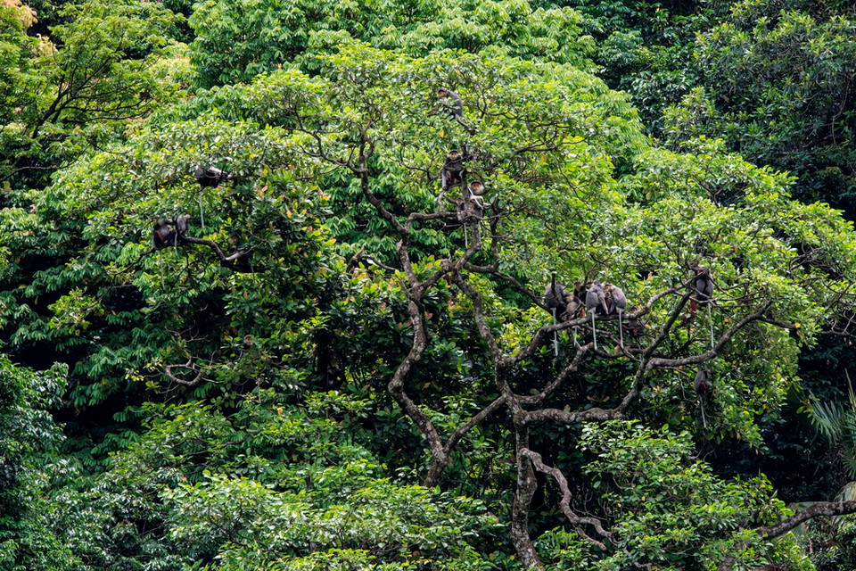 Chà vá chân nâu có tên khoa học Pygathrix nemaeus chụp được qua b​ẫy ảnh ở rừng Động Châu-Khe Nước Trong. (Ảnh: Mạnh Thành/TTXVN)