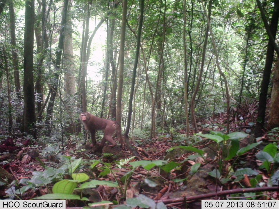 Khỉ đuôi lợn có tên kho học Macaca leonina chụp được qua bẫy ảnh ở rừng Động Châu-Khe Nước Trong. (Ảnh: Mạnh Thành/TTXVN)
