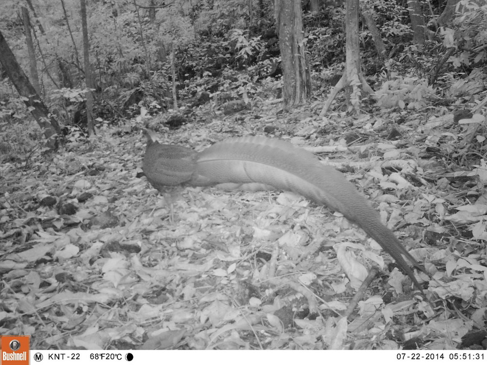 Trĩ sao có tên khoa học Rheinardia ocellata chụp được qua bẫy ảnh ở rừng Động Châu-Khe Nước Trong. (Ảnh: Mạnh Thành/TTXVN)