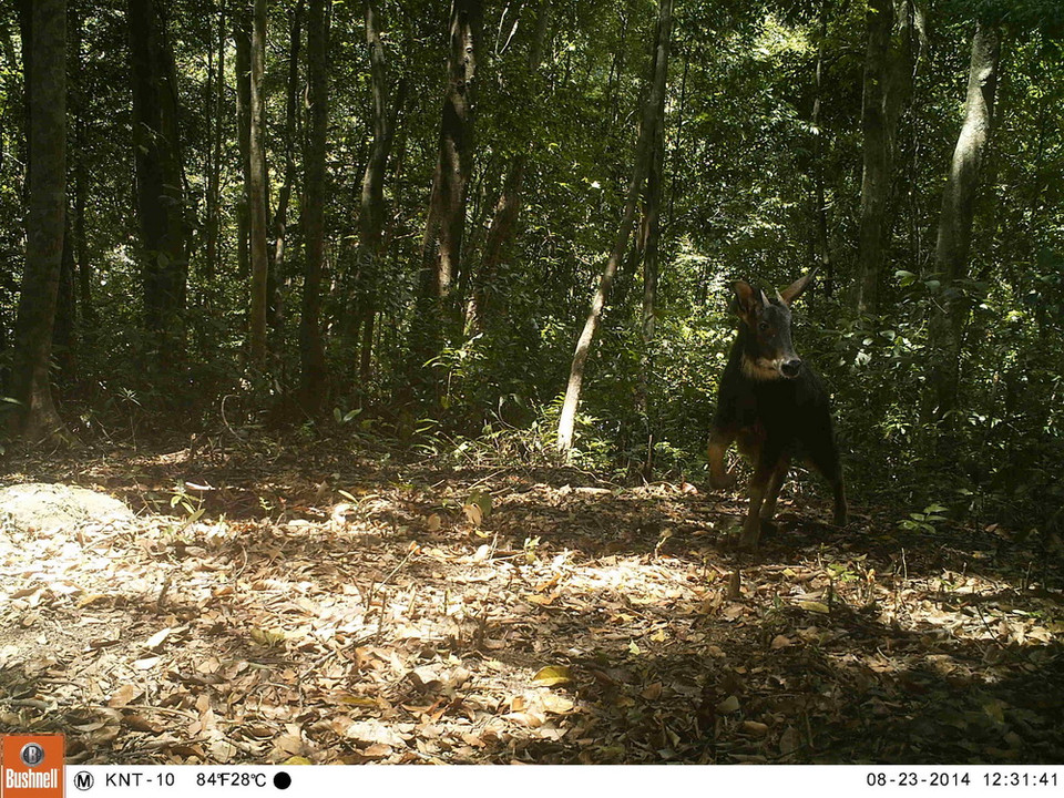 Sơn dương có tên khoa học Naemorhedus sumatraensischụp được qua bẫy ảnh ở rừng Động Châu-Khe Nước Trong. (Ảnh: Mạnh Thành/TTXVN)