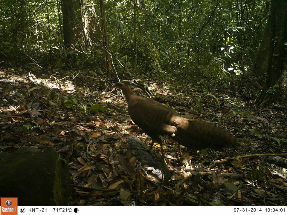 Trĩ sao có tên khoa học Rheinardia ocellata chụp được qua bẫy ảnh ở rừng Động Châu-Khe Nước Trong. (Ảnh: Mạnh Thành/TTXVN)