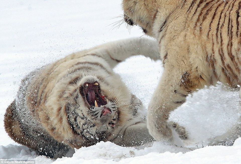 Hai con hổ trắng trên là kết quả của chương trình nhân giống tại các vườn thú trên thế giới, giữa hổ Bengal và hổ Siberia. (Nguồn: Caters News Agency)