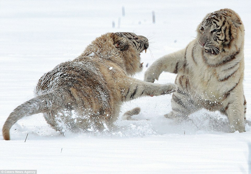 Chúng sinh ra vào tháng 6/2010. (Nguồn: Caters News Agency)