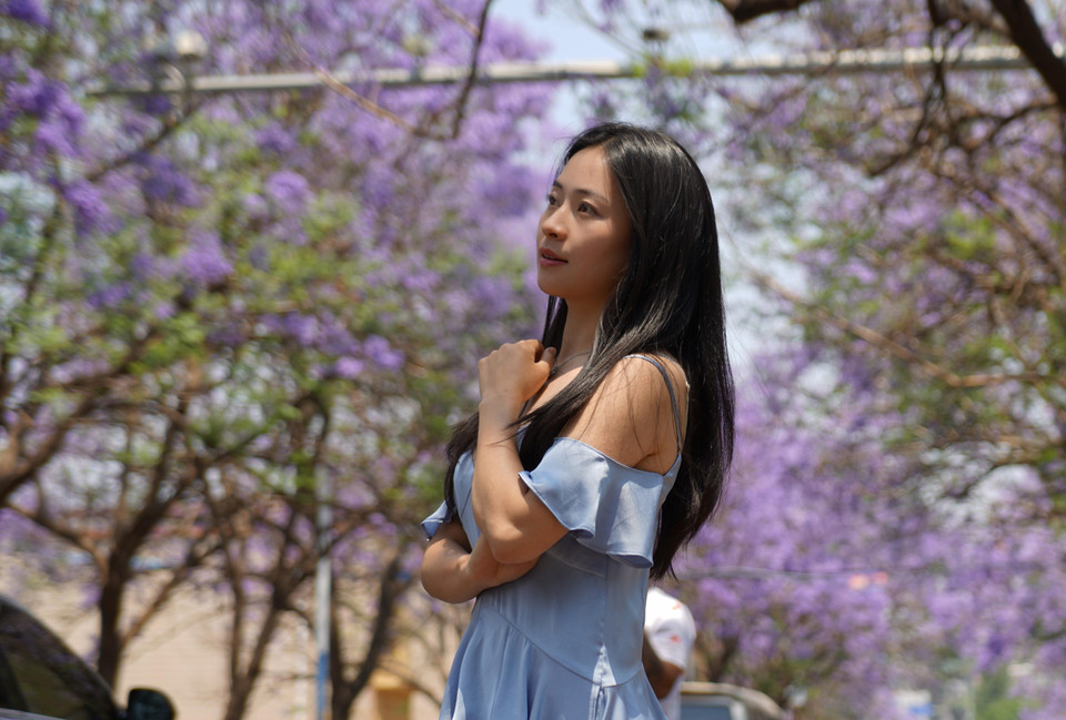 Hoa phượng tím nở rộ tại Côn Minh, tỉnh Vân Nam, Trung Quốc. (Ảnh: THX/TTXVN)