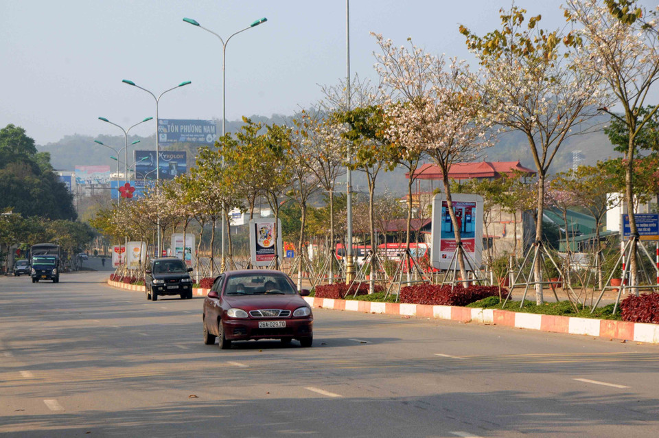 Hoa ban được trồng dọc tuyến Quốc lộ 6 đoạn vào đầu thành phố Sơn La. (Ảnh: Quang Quyết/TTXVN)