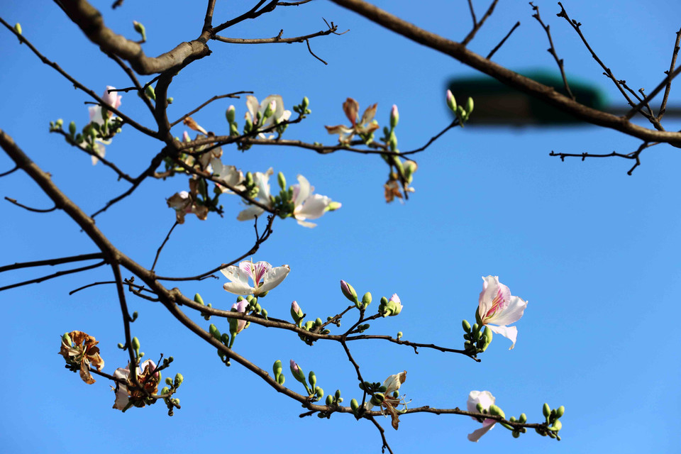 Hoa ban nở trắng khắp các lối đi, một sắc trắng tinh khôi quyến rũ như muốn níu lòng du khách khi đặt chân lên vùng đất này. (Ảnh: Quang Quyết/TTXVN)
