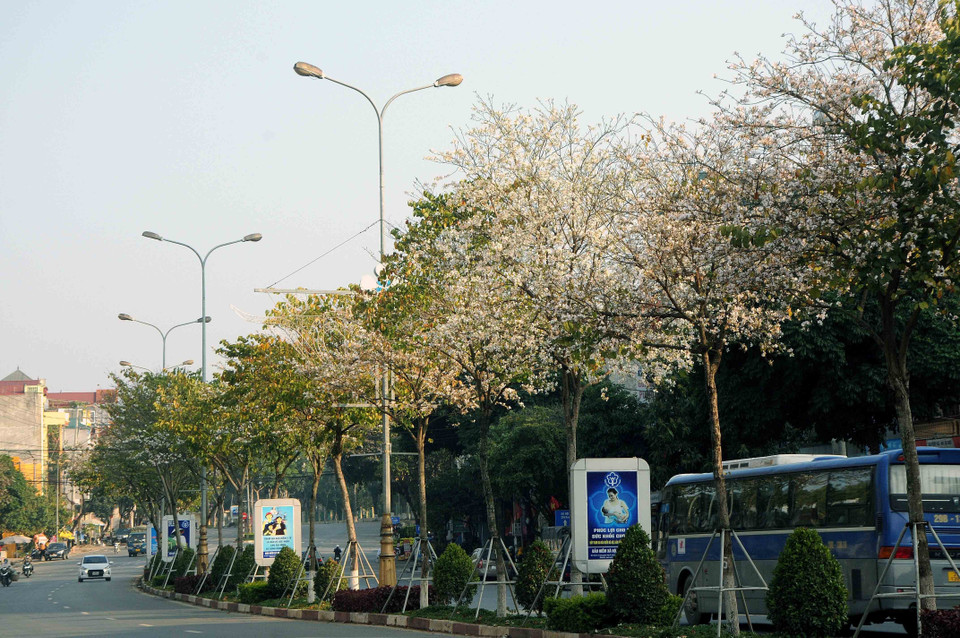 Lên Sơn La những ngày cuối tháng 2/2022, du khách sẽ được chiêm ngưỡng hoa ban nở trắng xóa trên những sườn đồi hay dọc những con đường, góc phố. (Ảnh: Quang Quyết/TTXVN)