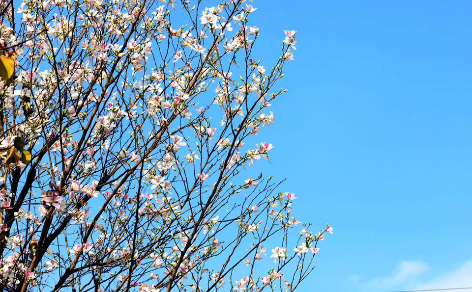 Hoa ban ở Sơn La thường bắt đầu nở từ khoảng giữa tháng 2, đến tháng 3 là thời điểm hoa nở rộ nhất. (Ảnh: Quang Quyết/TTXVN)