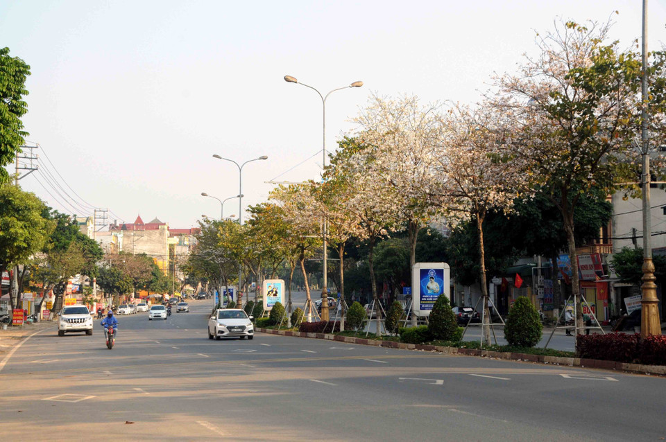 Hoa ban ở Sơn La thường bắt đầu nở từ khoảng giữa tháng 2, đến tháng 3 là thời điểm hoa nở rộ nhất. (Ảnh: Quang Quyết/TTXVN)