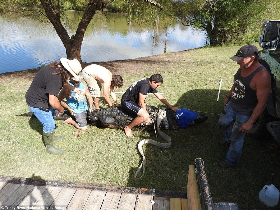 Con cá sấu rất khỏe. (Nguồn: Daily Mail)