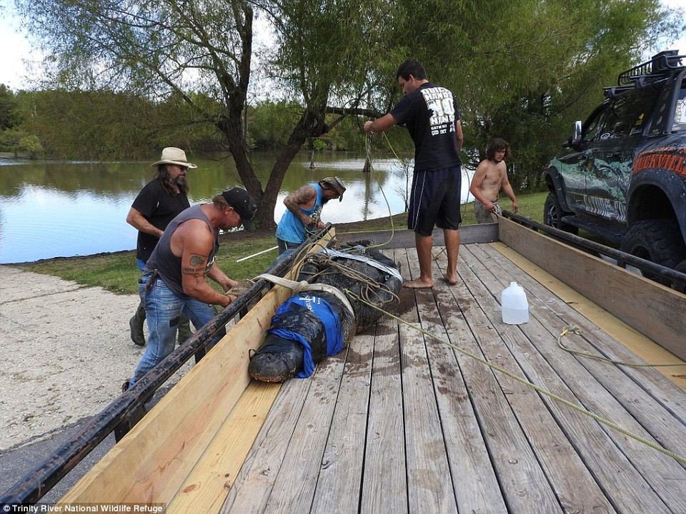 Con cá sấu sẽ được đưa đến trang trại cá sấu gần đó và sống cùng 450 con cá sấu khác. (Nguồn: Daily Mail)