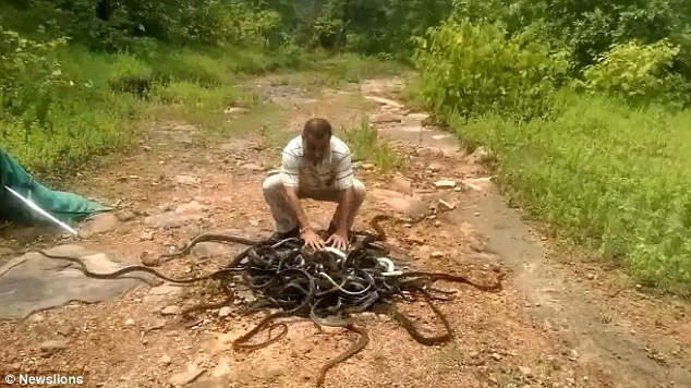 Những con rắn trườn nhanh về rừng. (Nguồn: Daily Mail)