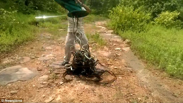 Sau khi đổ những con rắn ra, người đàn ông dũng cảm còn dùng tay để gỡ rối cho chúng. (Nguồn: Daily Mail)