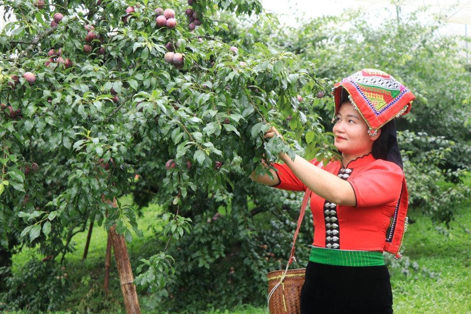 Người dân tại huyện Mộc Châu tham gia phần thi hái mận. (Ảnh: Hữu Quyết/TTXVN)