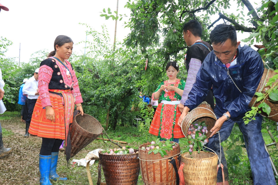 Các đội phân loại quả sau phần thi hái mận. (Ảnh: Hữu Quyết/TTXVN)