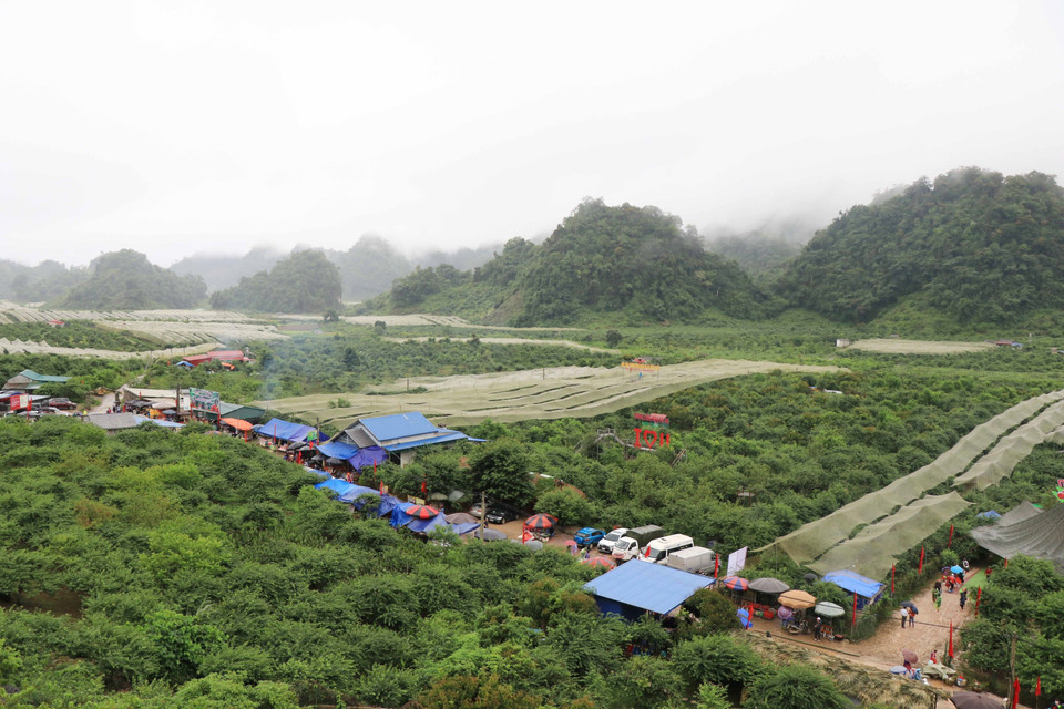 Thung lũng mận Nà Ka - nơi diễn ra Ngày hội hái quả năm 2022. (Ảnh: Hữu Quyết/TTXVN)