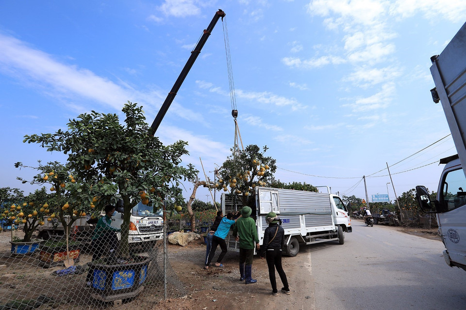 Người dân phải dùng cẩu vận chuyển một cây bưởi cảnh to lên xe ôtô để đem đi tiêu thụ. (Ảnh: Tuấn Anh/TTXVN)