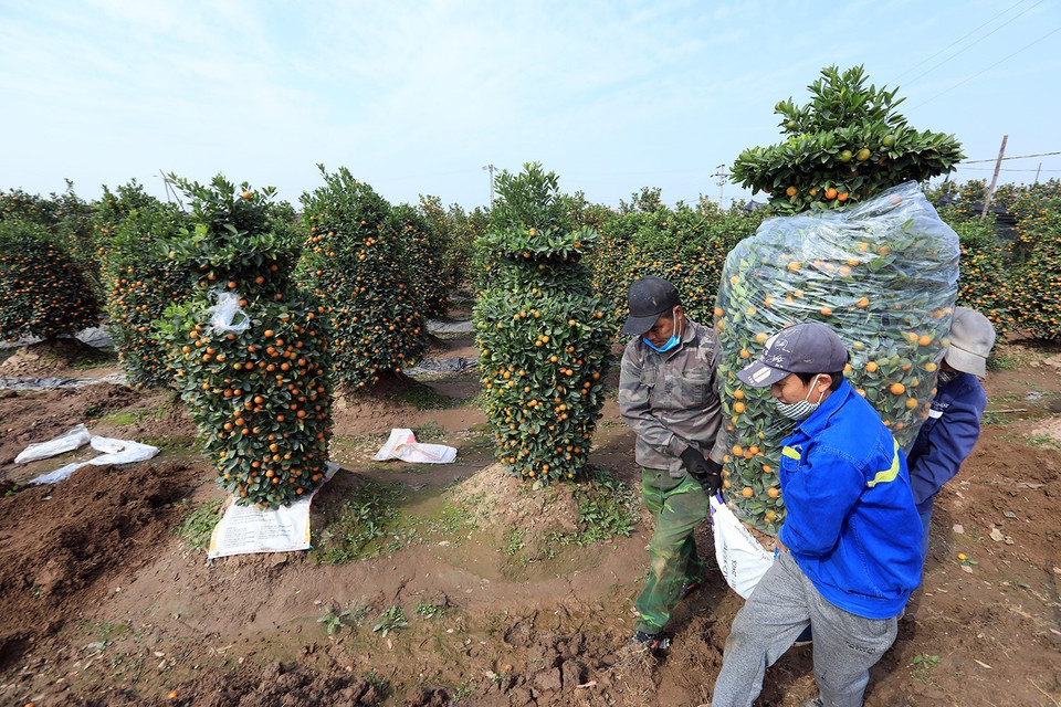 Các loại cây cảnh như quất, bưởi, cam được nhiều người chọn mua. (Ảnh: Tuấn Anh/TTXVN)