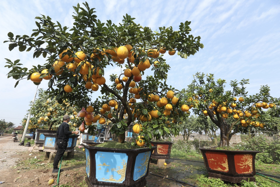 Toàn huyện có gần 200ha trồng chủ yếu các loại cây quất, bưởi và cam cảnh phục vụ các tỉnh, thành lân cận, thậm chí nhiều tỉnh miền Nam cũng đặt hàng mỗi dịp xuân về. (Ảnh: Minh Quyết/TTXVN)