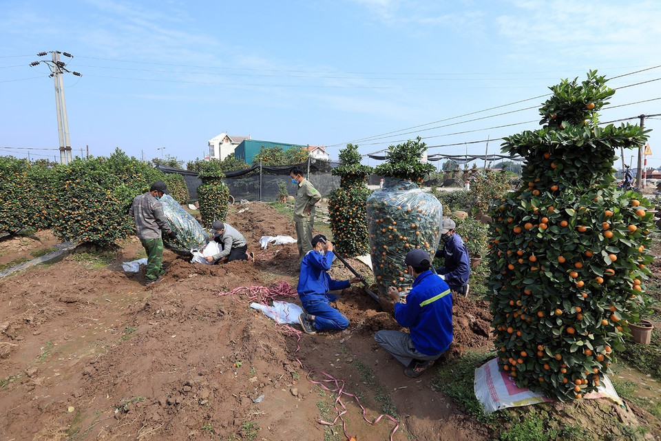 Thời gian gần đây, các loại cây quất, quýt hình lục bình được nhiều người đến mua. (Ảnh: Tuấn Anh/TTXVN)