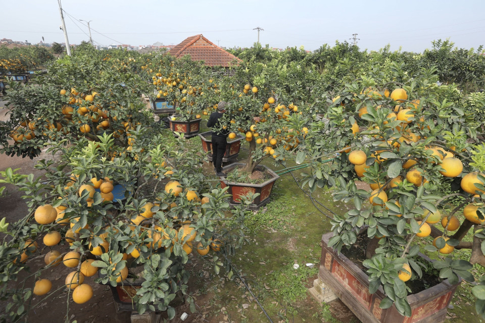 Nhà vườn Tuyên Cường tại Văn Giang (Hưng Yên) năm nay có khoảng 500 gốc bưởi, những cây lâu năm có giá từ 30-40 triệu đồng tùy thuộc vào kiểu dáng và số lượng quả. (Ảnh: Minh Quyết/TTXVN)