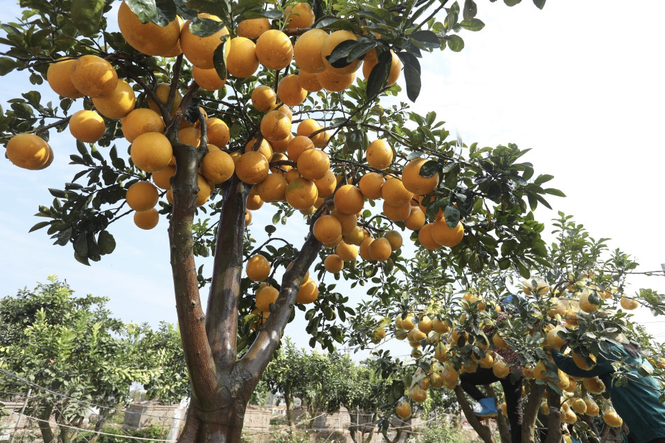 Giá mỗi cây bưởi cảnh từ 35 đến 40 triệu đồng một cây. (Ảnh: Minh Quyết/TTXVN)