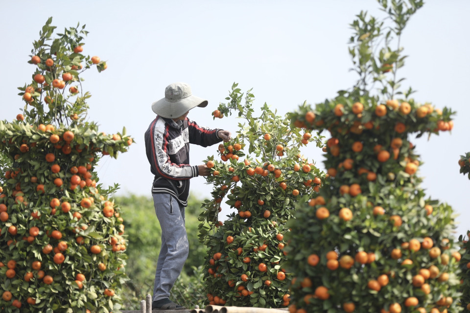 Giá mỗi cặp lục bình quất là 8 triệu đồng. (Ảnh: Minh Quyết/TTXVN)