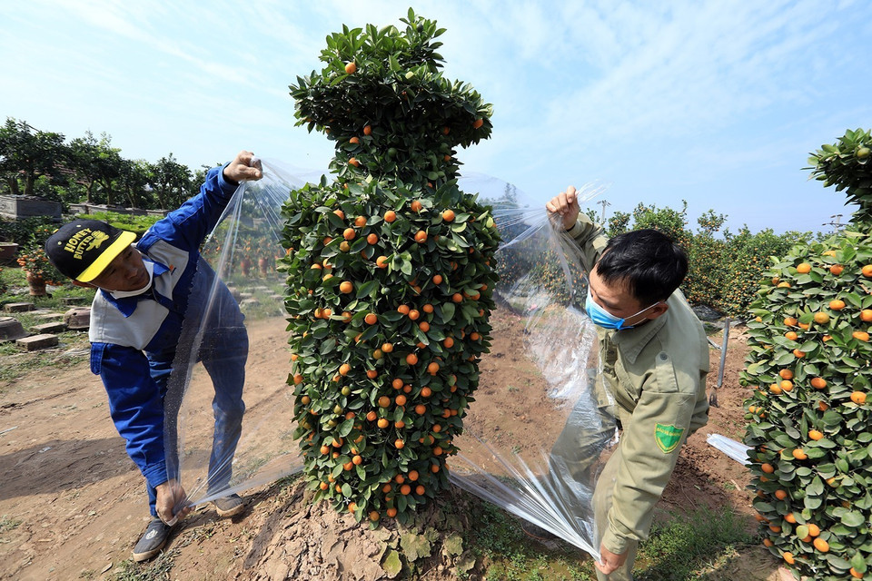 Bọc nylon bảo quản cho cây trong quá trình vận chuyển. (Ảnh: Tuấn Anh/TTXVN)