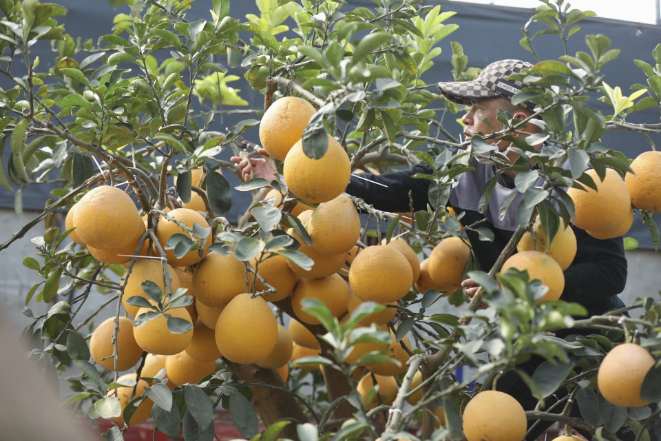 Chủ vườn chăm sóc bưởi, chuẩn bị giao cho khách. (Ảnh: Minh Quyết/TTXVN)